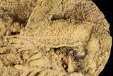 Fossil Pine Branches and Leaves In Travertine - Austria #113061-3